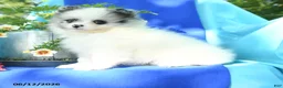 Pomeranian dogs for sale: Mable - Ad 5