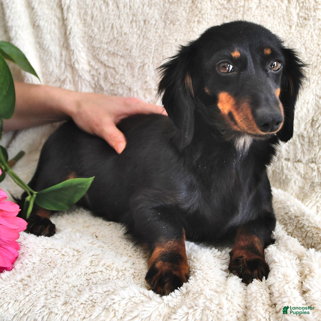 Miniature Dachshund dogs for sale: Korey - Ad 11