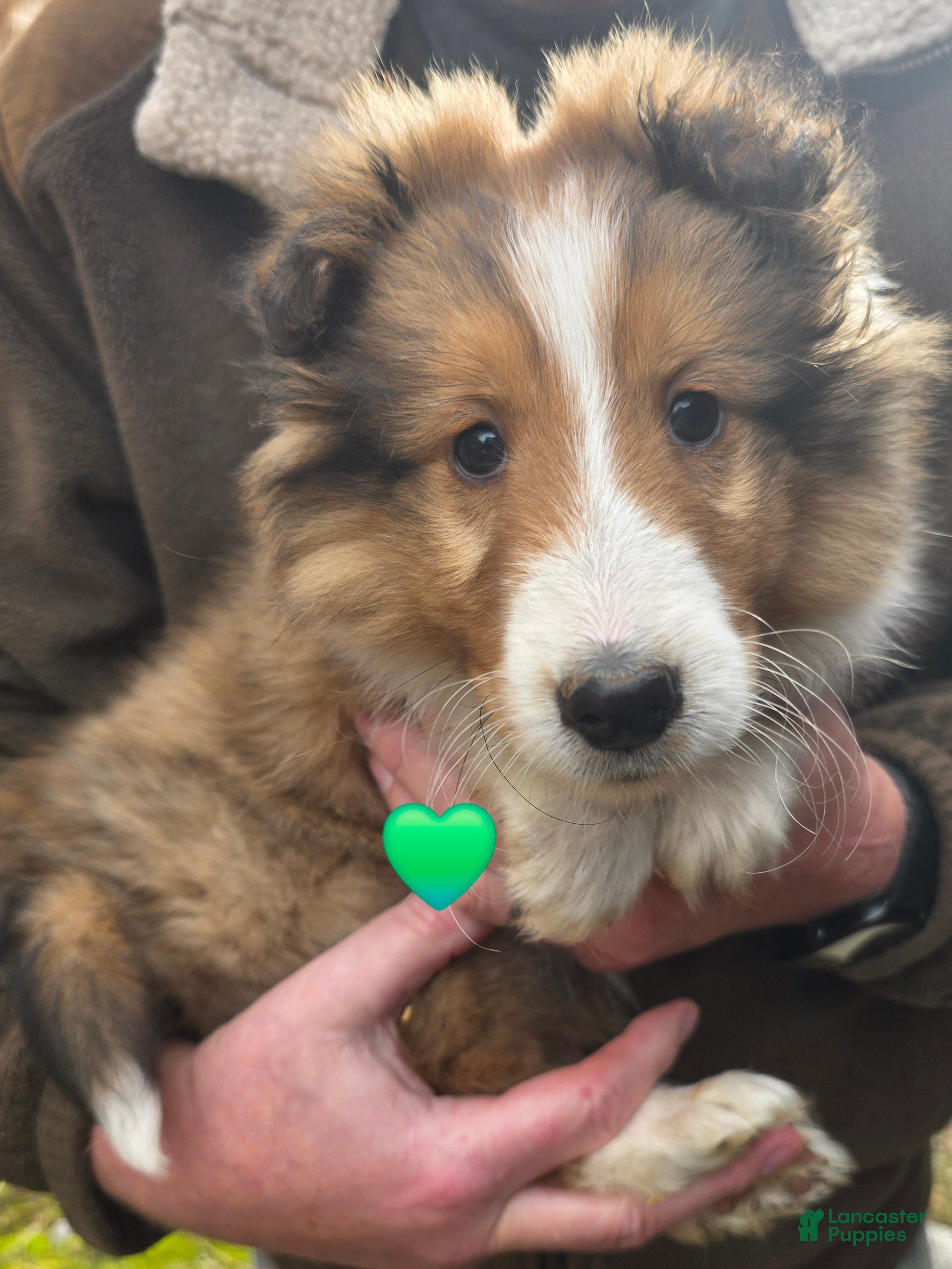 Shetland Sheepdog dogs Shetland Sheepdog Puppy 1 - Ad 6