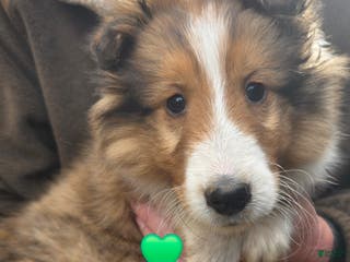 Shetland Sheepdog dogs Shetland Sheepdog Puppy 1 - Ad 6
