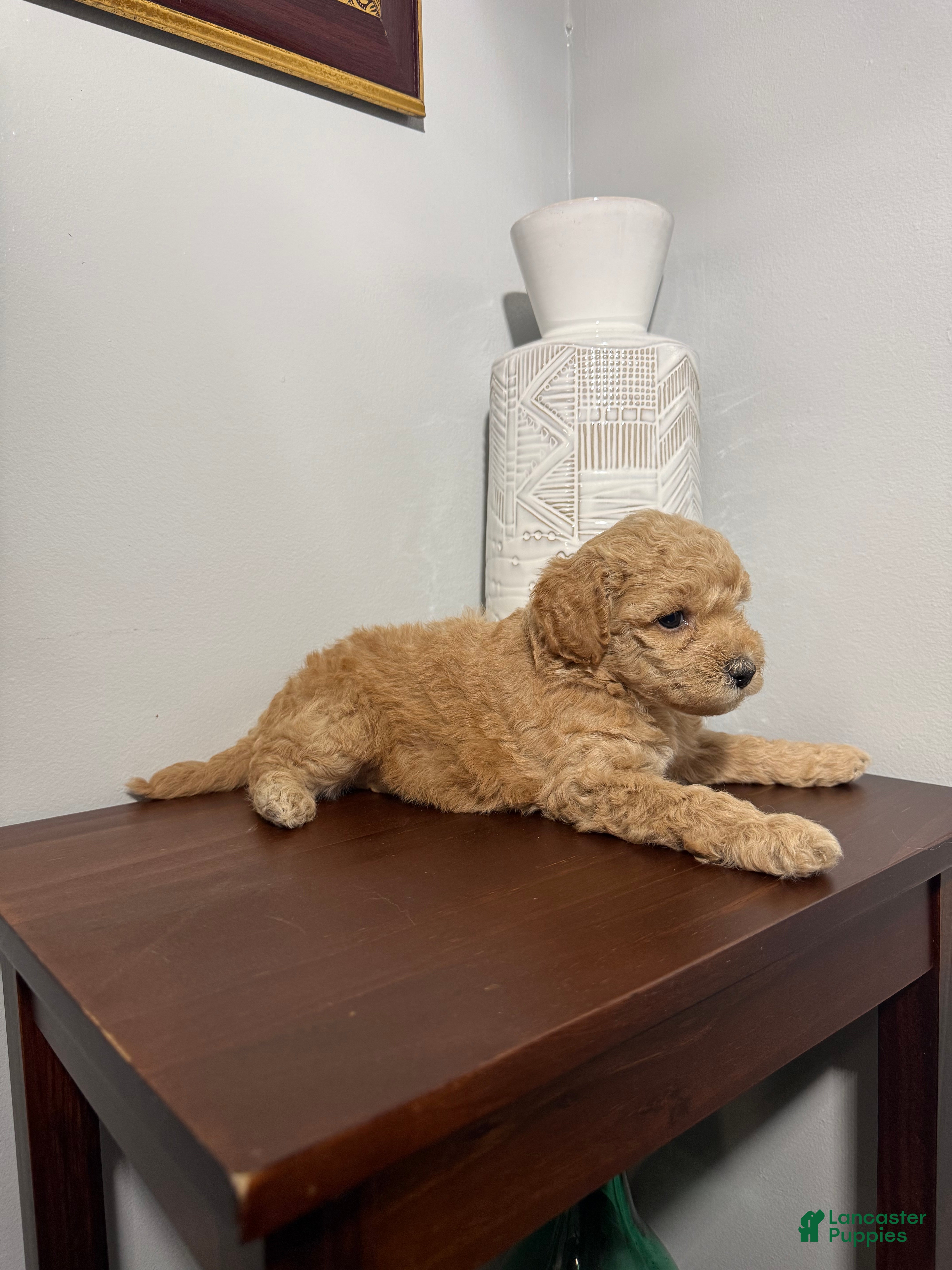 Maltipoo dogs Benita  - Ad 13