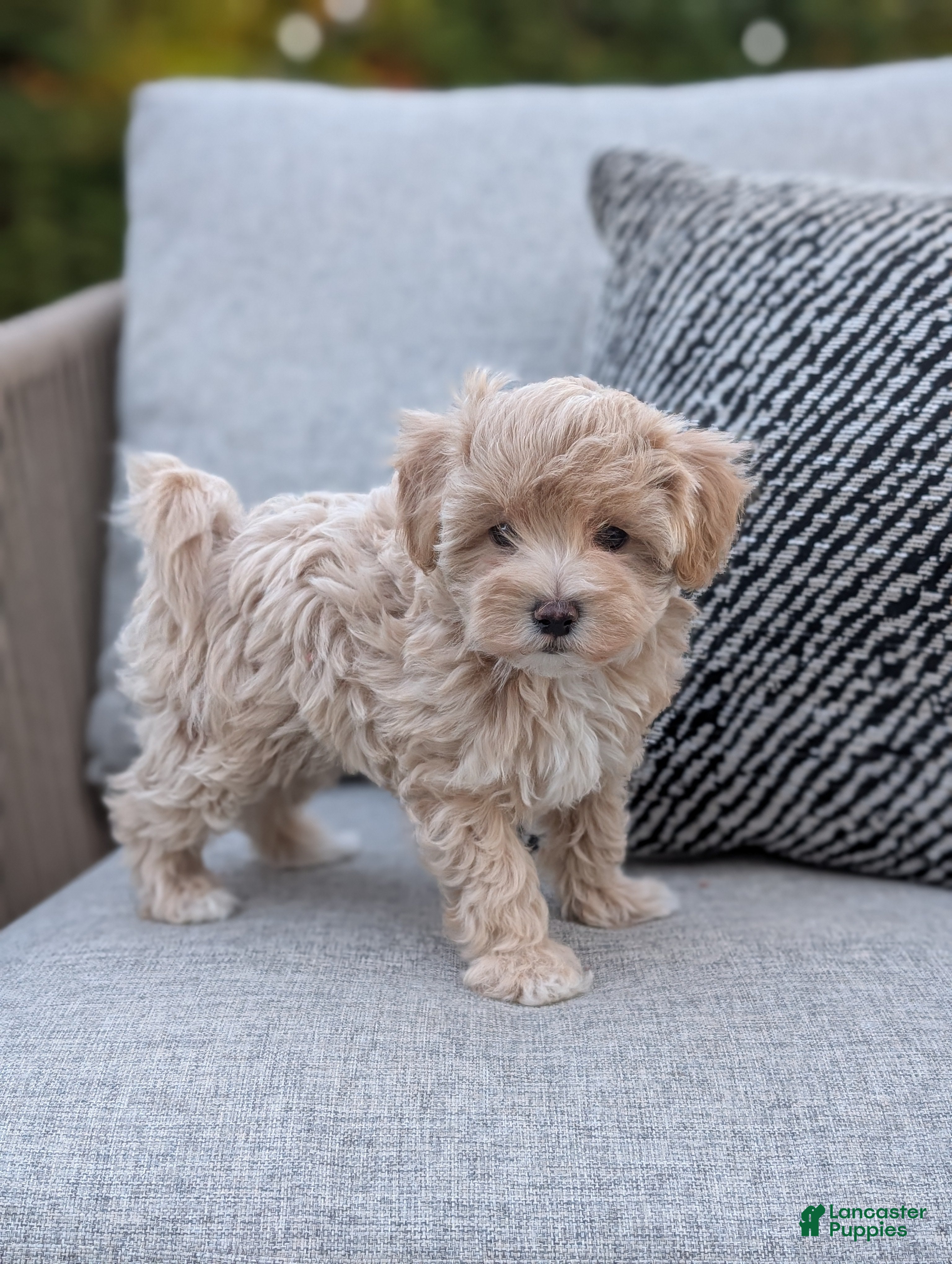 Maltese Chihuahua Mix Rottweiler Maltese Mix Rare Hybrid