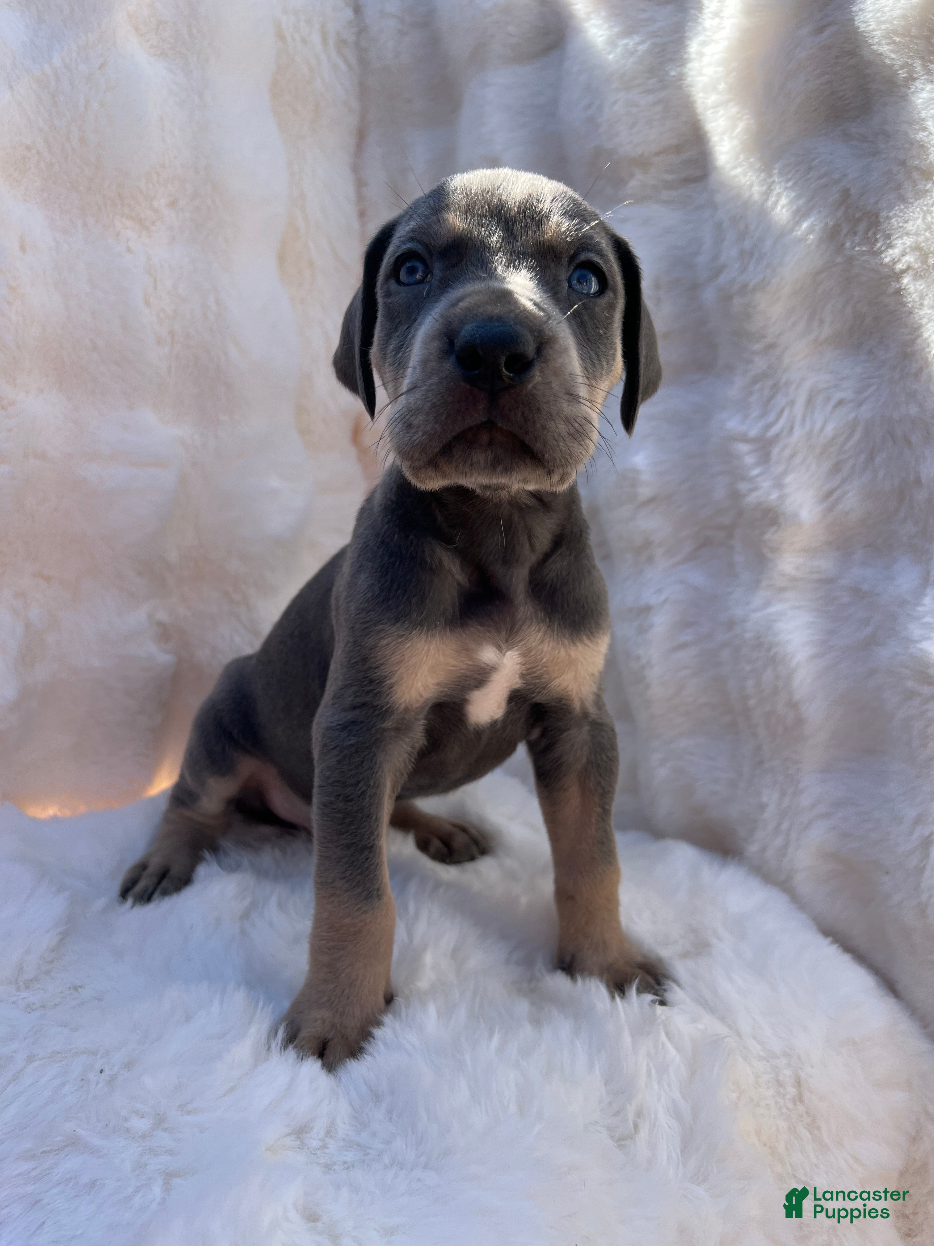 Great Dane dogs Sweetheart  - Ad 10