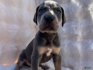 Great Dane dogs Sweetheart - Ad 1