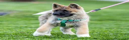 Akita dogs for sale: Flint Akita Puppy  - Ad 4