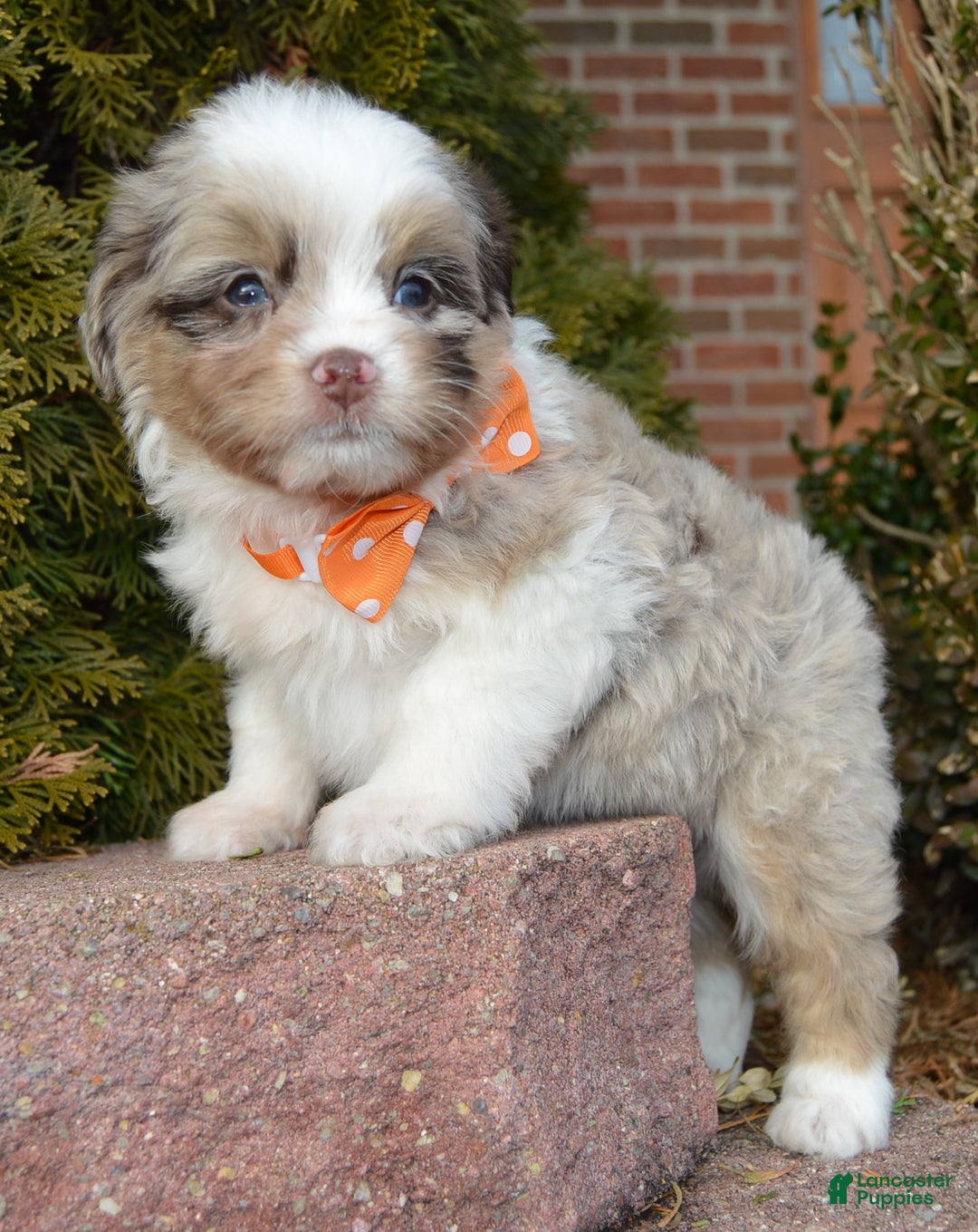 Mini Aussiedoodle dogs for sale: Toy Axel - Ad 14