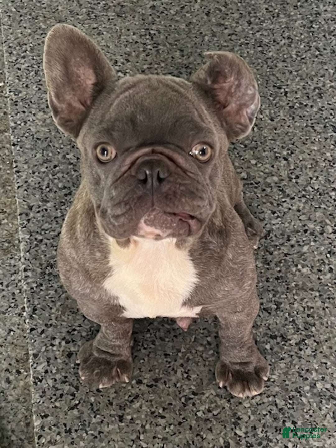 French Bulldog dogs for sale: Niko - Ad 16