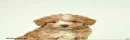 Miniature Poodle dogs for sale: Benny - Ad 5