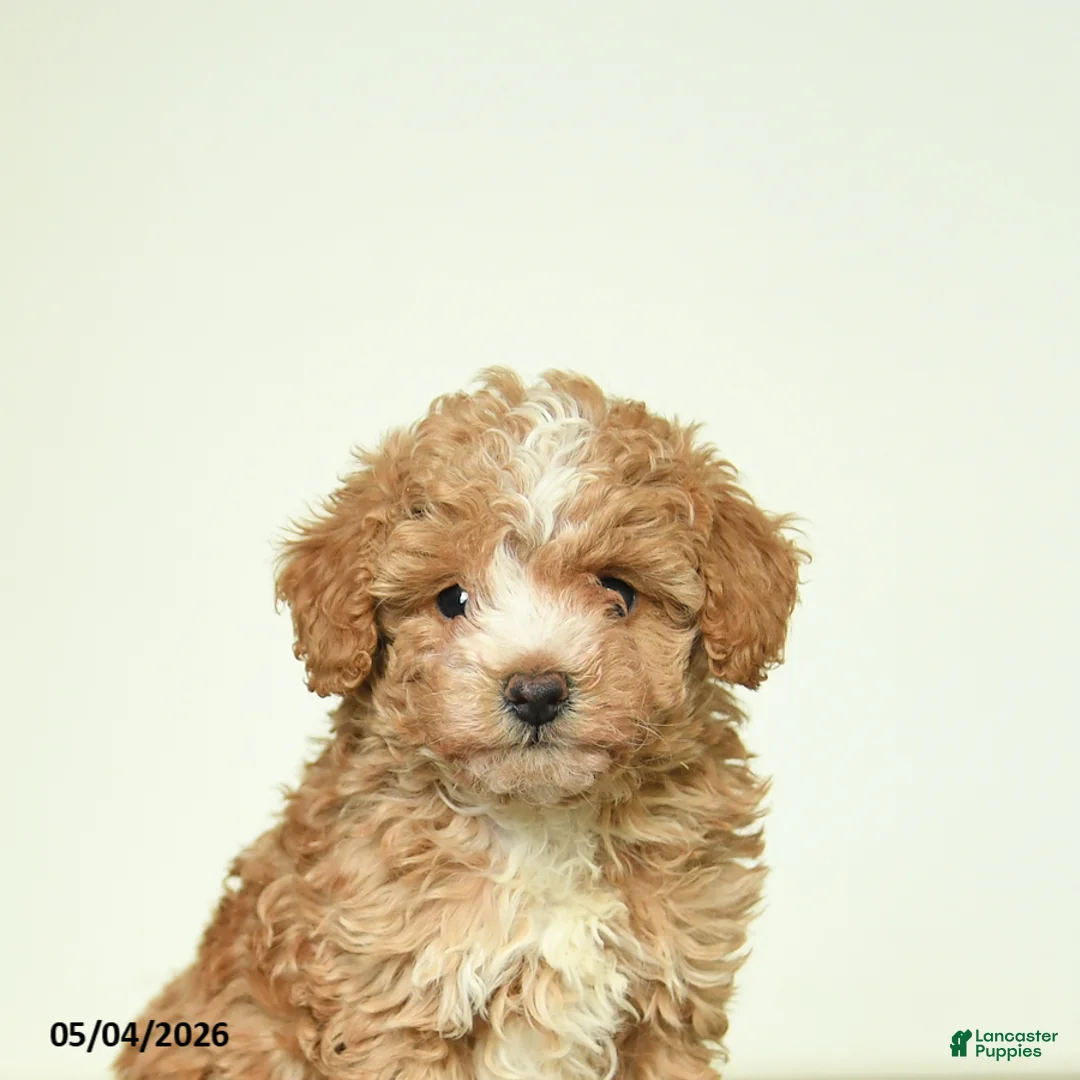 Miniature Poodle dogs for sale: Benny - Ad 5