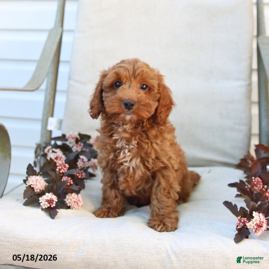 Cockapoo dogs Joey - Ad 2