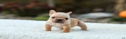 French Bulldog dogs for sale: Jack - Fawn Cream - Ad 3