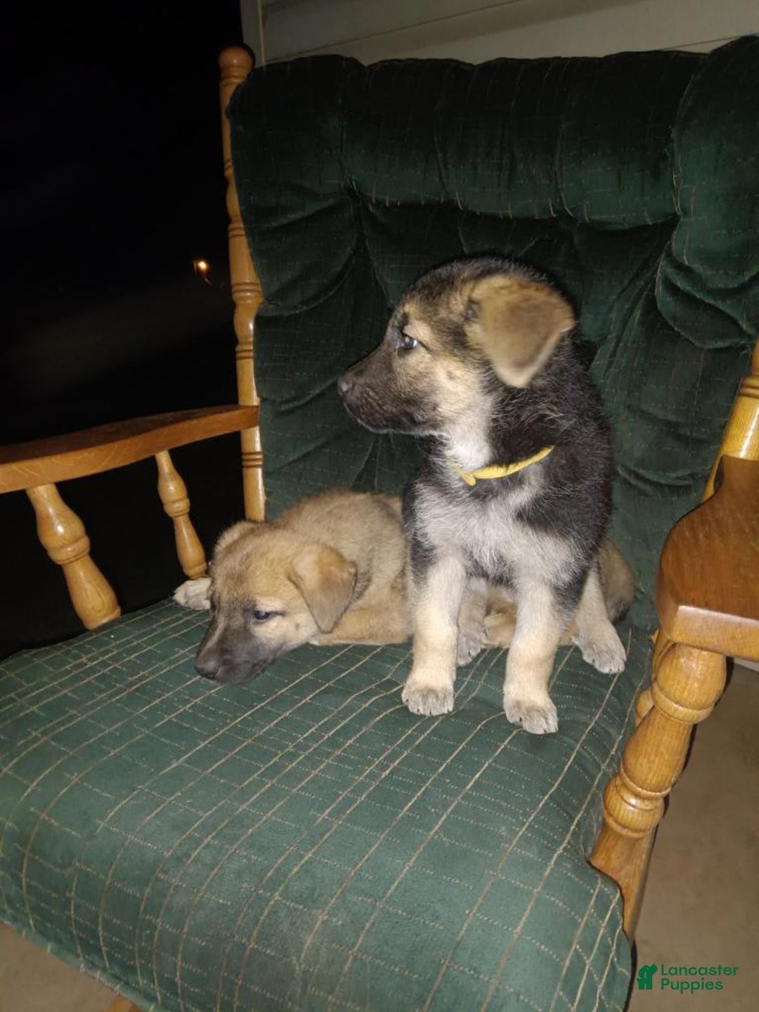 Gallery Image {{count}}