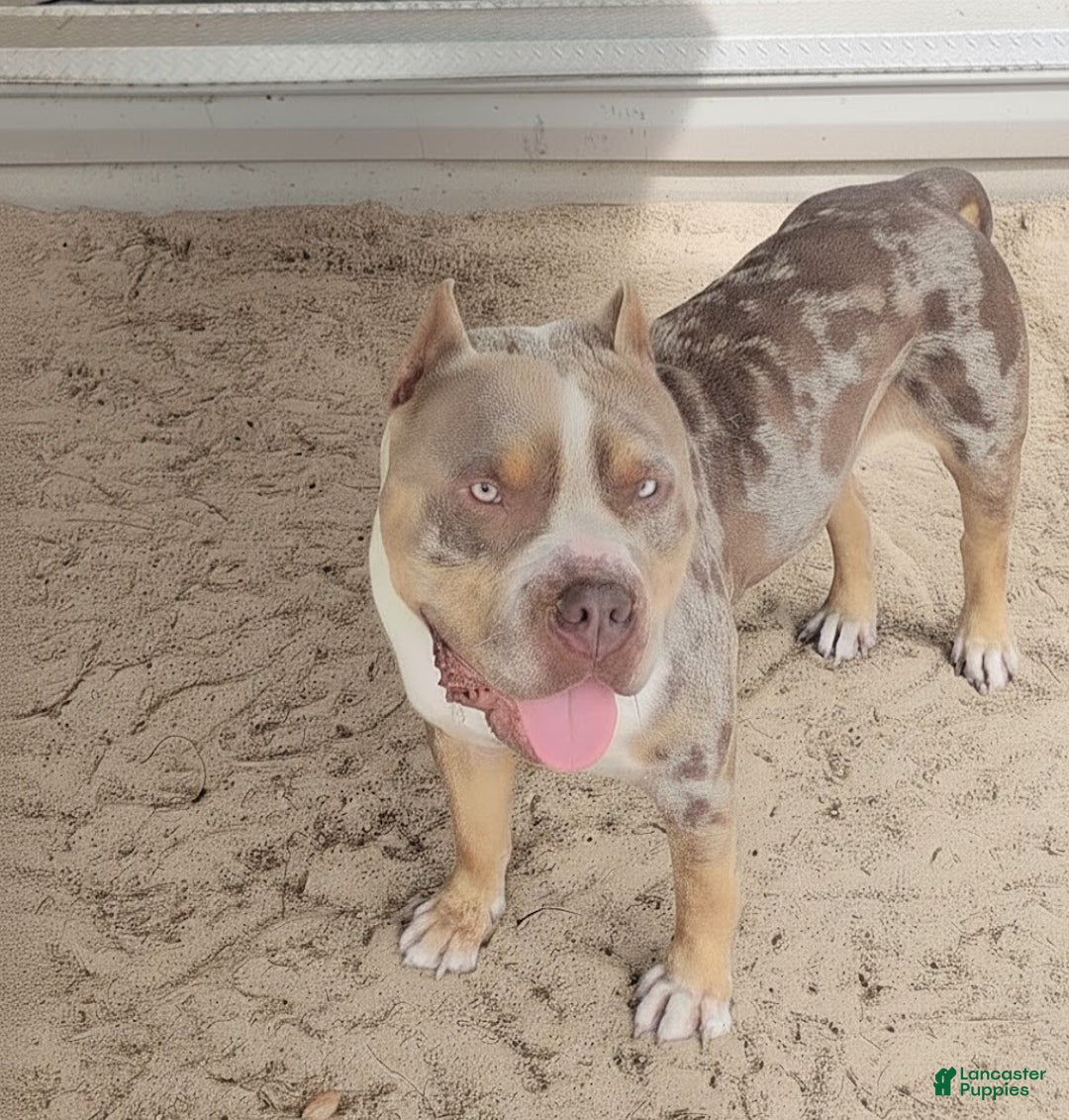 American Bully dogs for sale: GUY - Ad 3