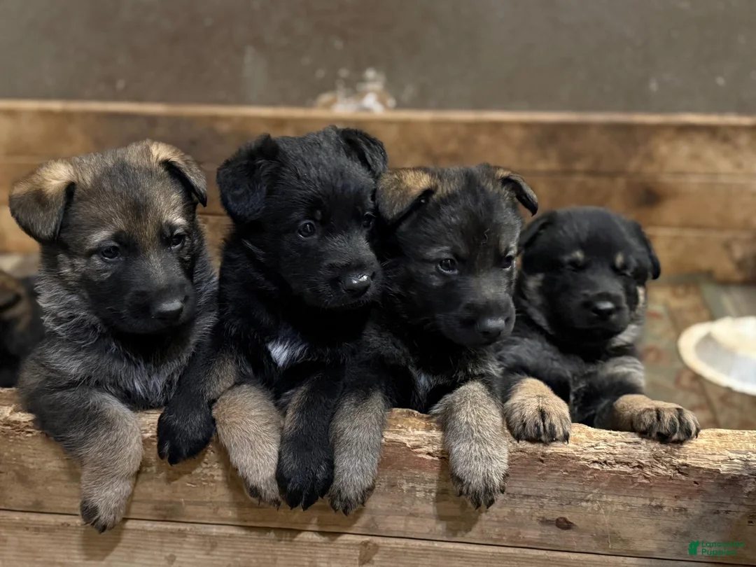 German Shepherd dogs for sale: German Shepherd Puppy 1 - Ad 17