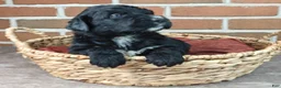 Bernedoodle dogs for sale: Jetty  - Ad 7
