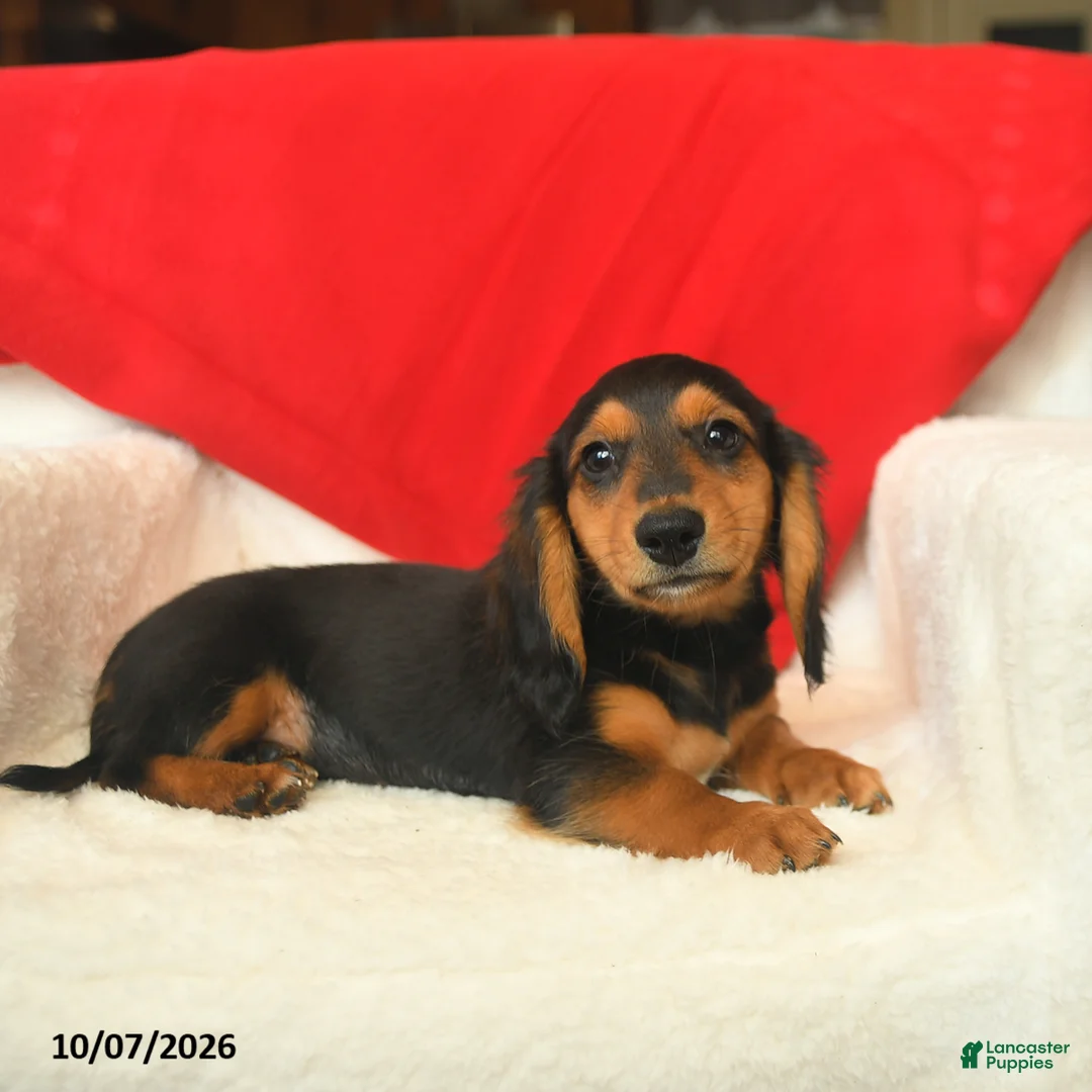 Dachshund dogs for sale: Maxwell - Ad 5