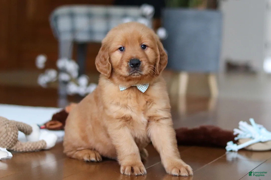 Golden Retriever dogs for sale: King - Ad 1