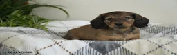 Miniature Dachshund dogs for sale: Sierra - Ad 1