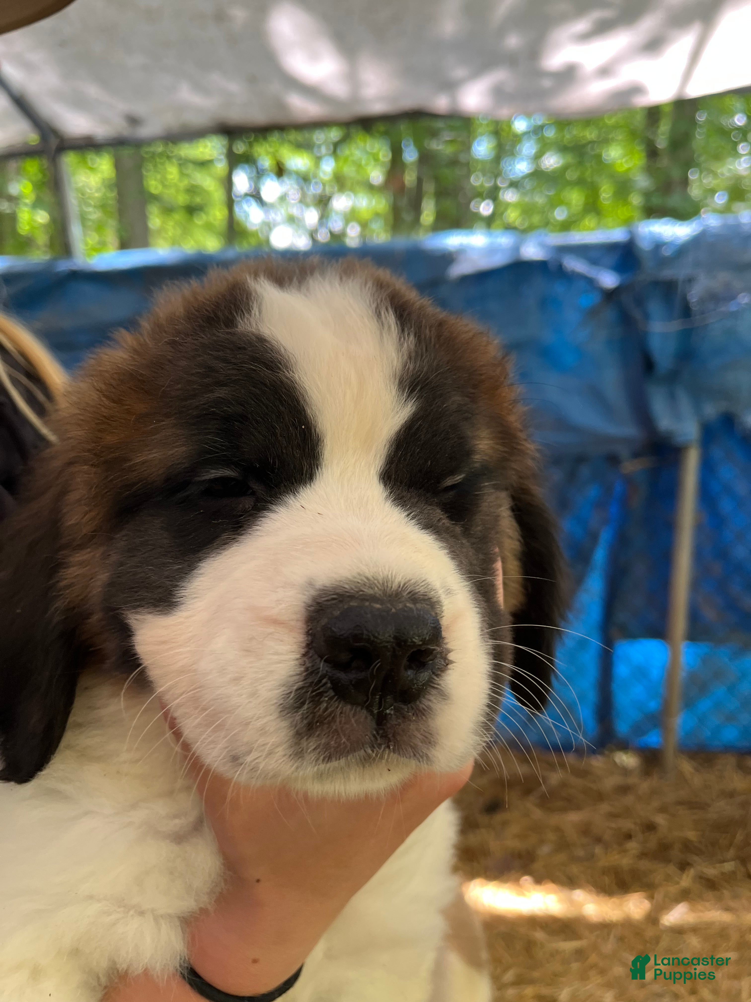 Saint Bernard dogs Saint Bernard 5. Mark - Ad 1