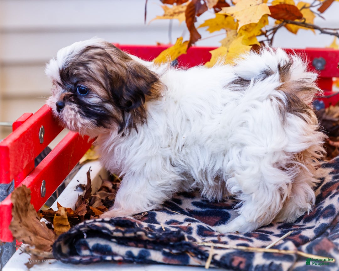 Shih Tzu dogs for sale: Lanelle - Ad 10