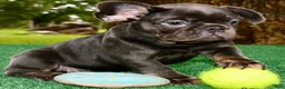 French Bulldog dogs for sale: French Bulldog 2 - Ad 10
