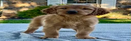 Golden Retriever dogs for sale: Leo - Ad 4