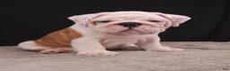 English Bulldog dogs for sale: Hank - Ad 11