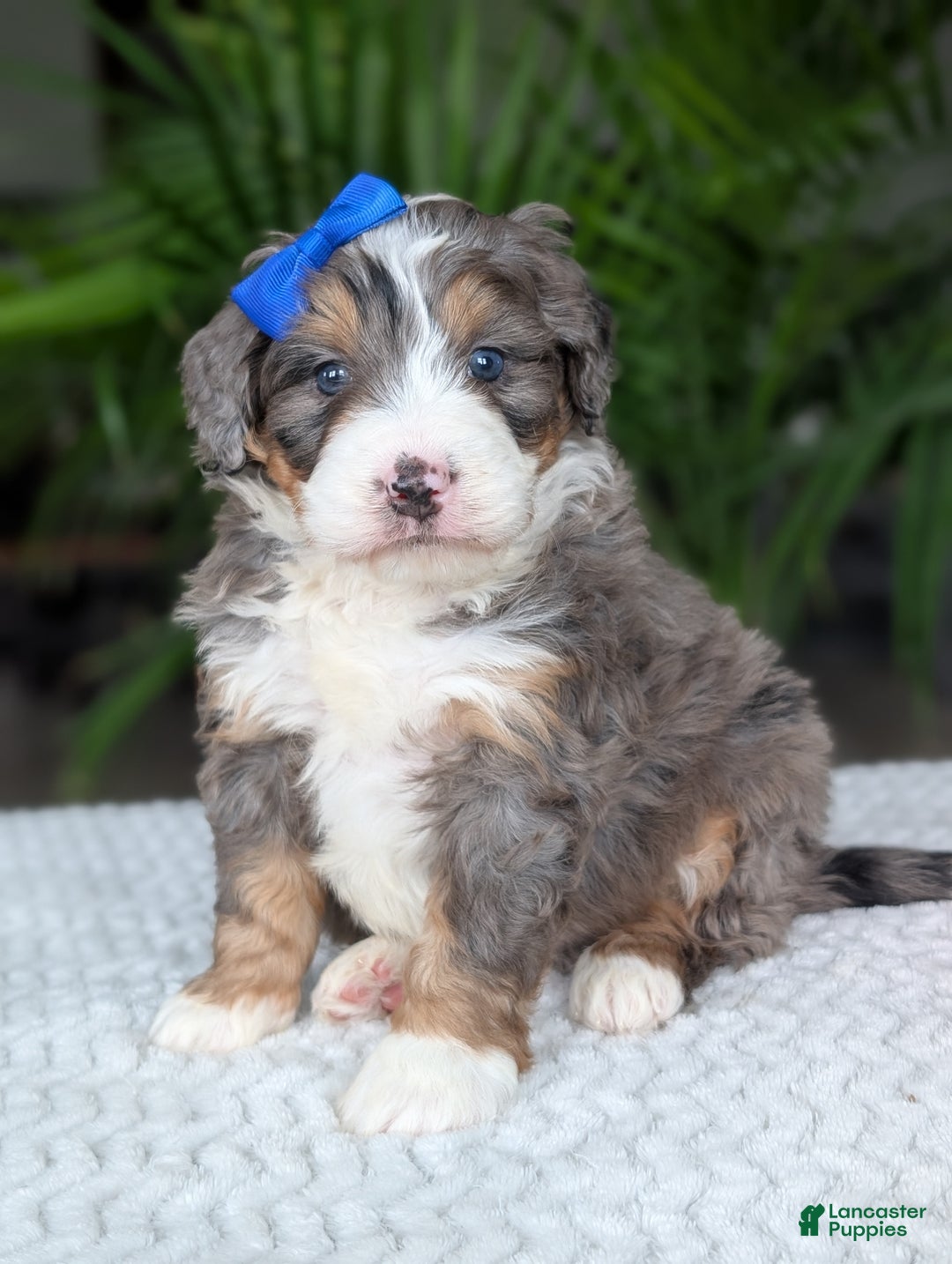 Mini Bernedoodle dogs for sale: Mini Riley  - Ad 16