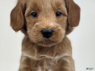 Goldendoodle dogs - Ad 3