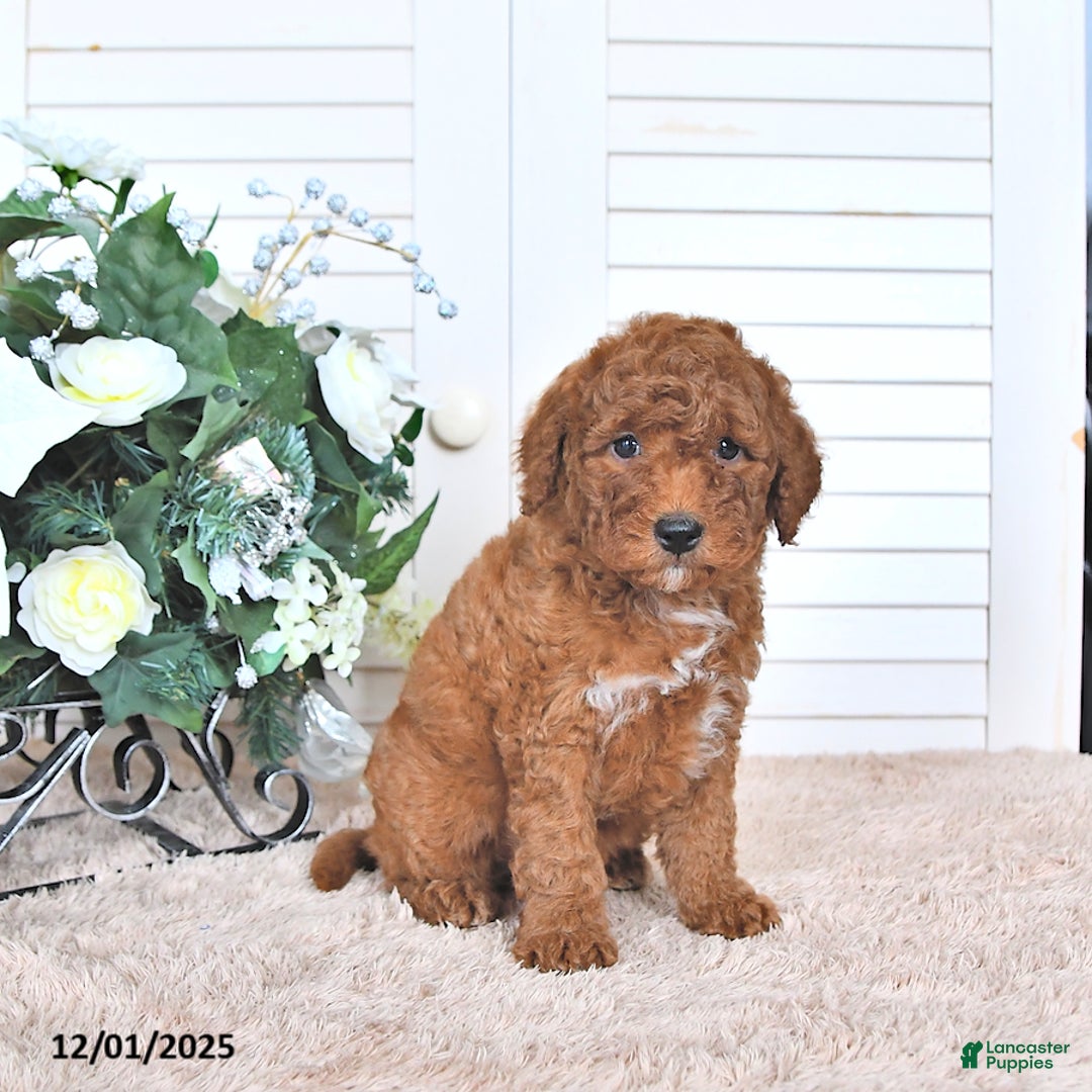 Mini Goldendoodle dogs for sale: Mason - Ad 2