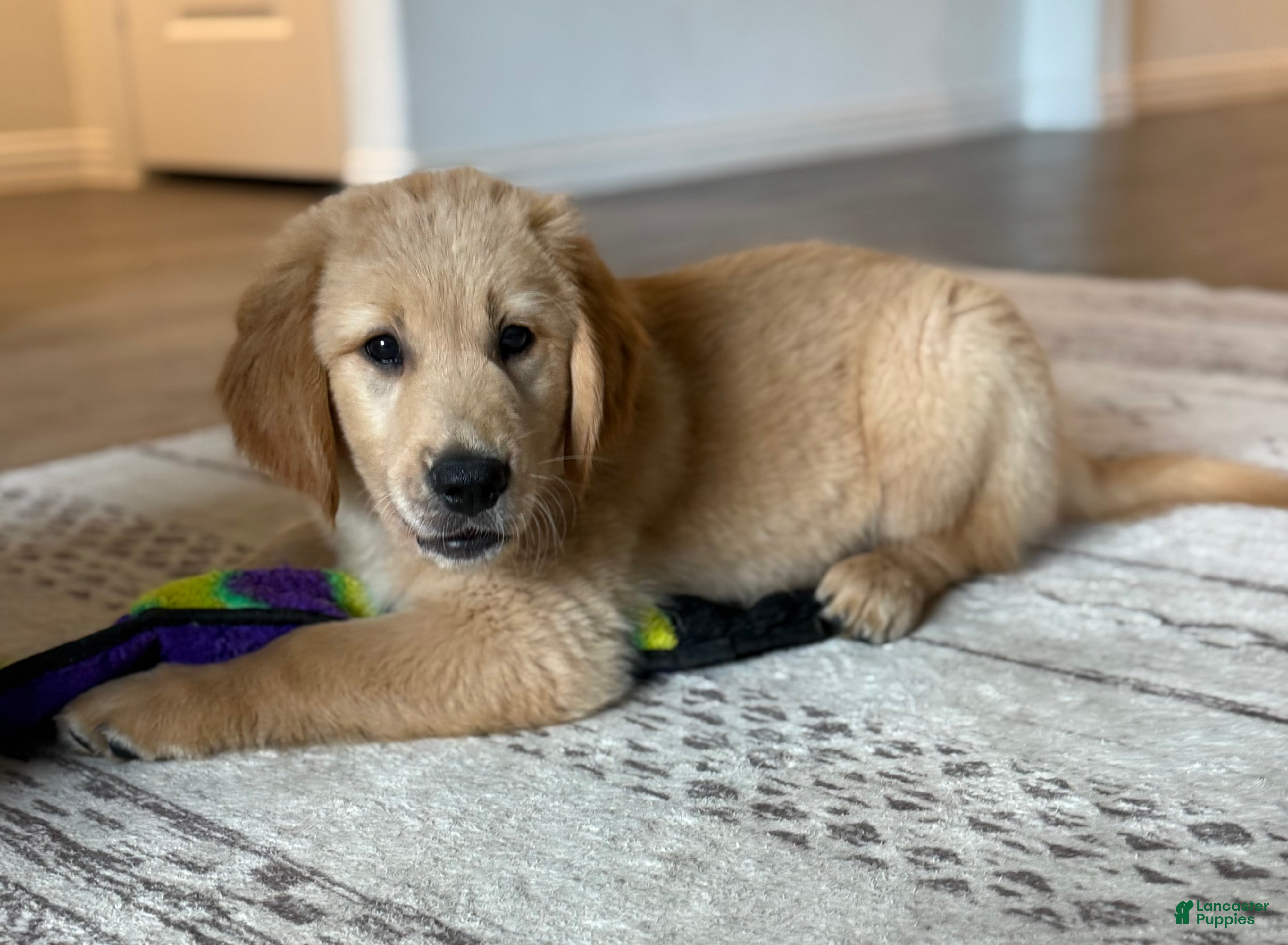 Golden Retriever dogs Kai - Green - Ad 31