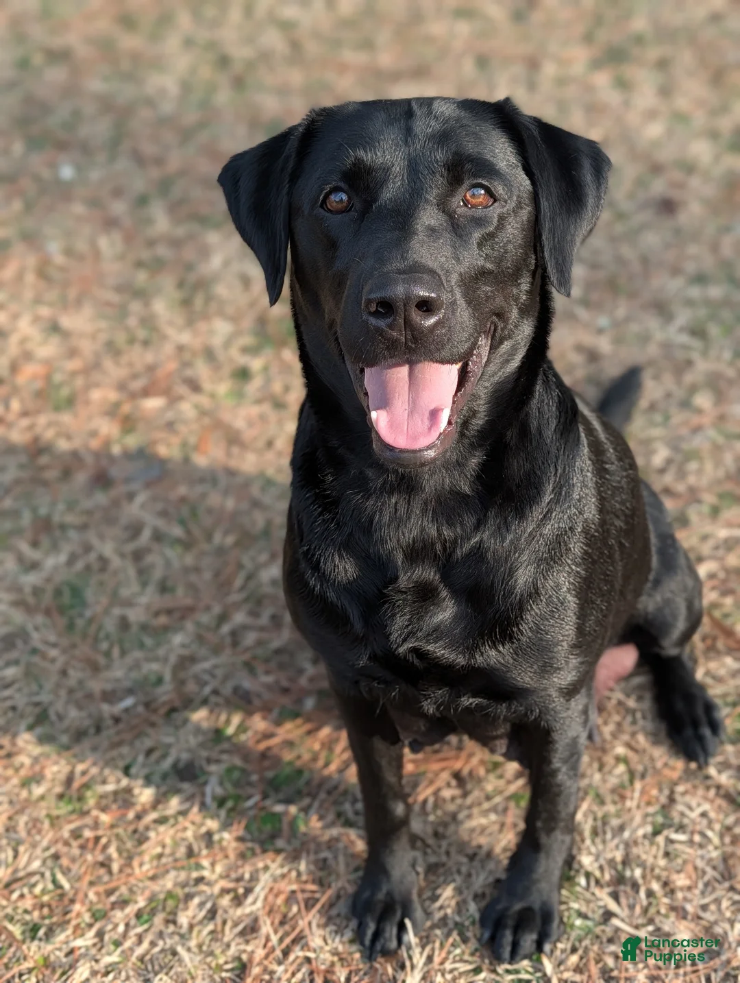 Labrador Retriever dogs for sale: Conway - Ad 2
