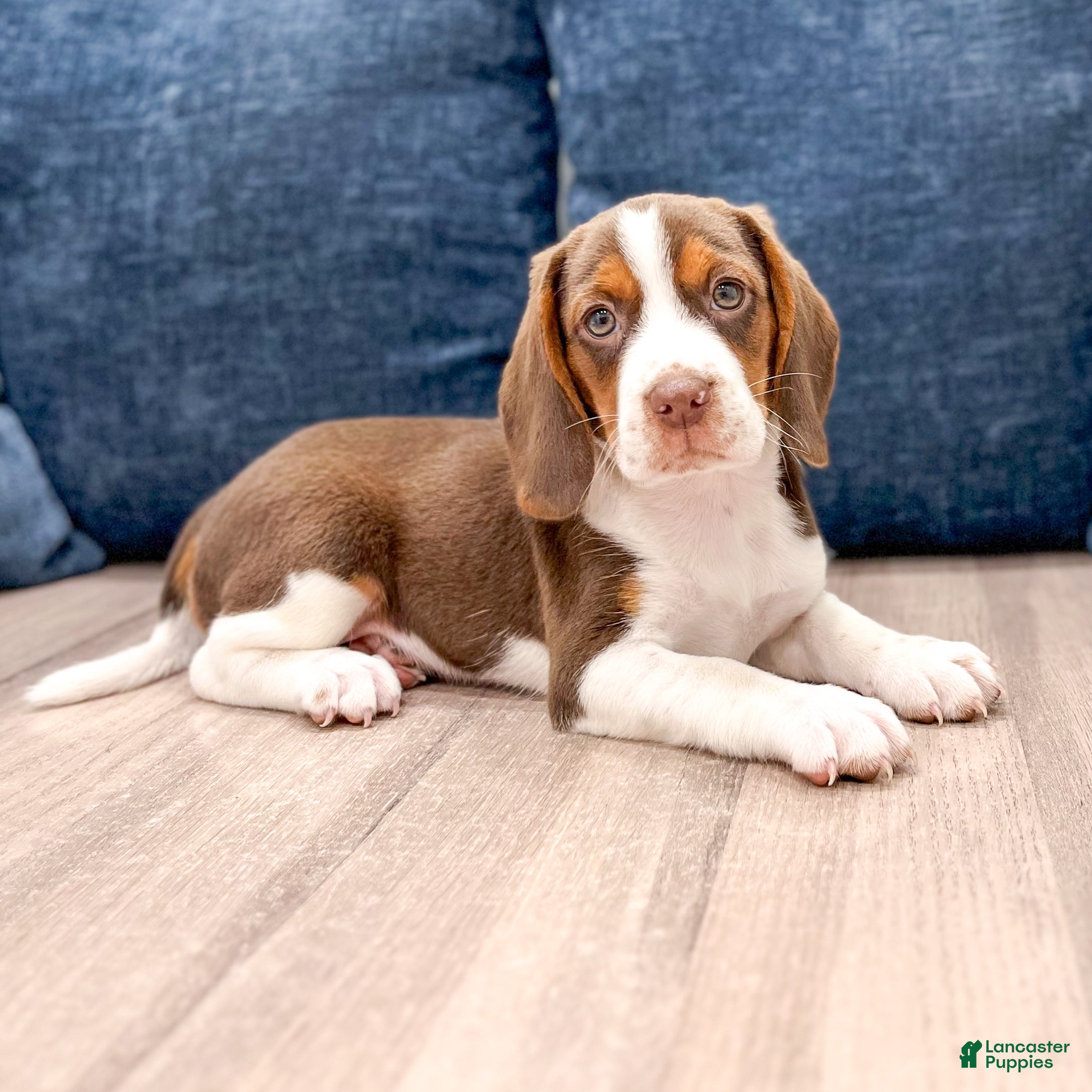 Beagle dogs Daffodil - Ad 2