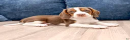 Beagle dogs for sale: Daffodil - Ad 2