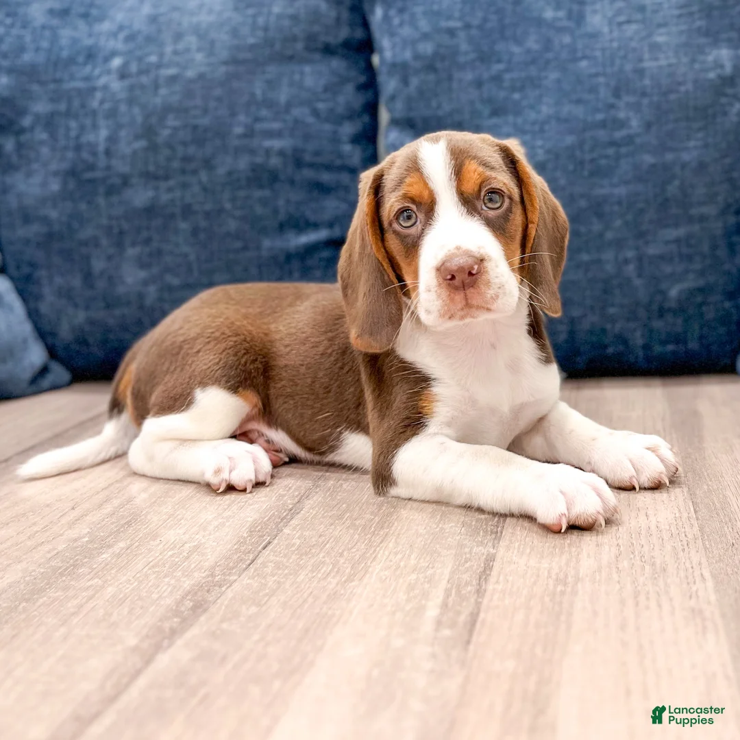 Beagle dogs for sale: Daffodil - Ad 2
