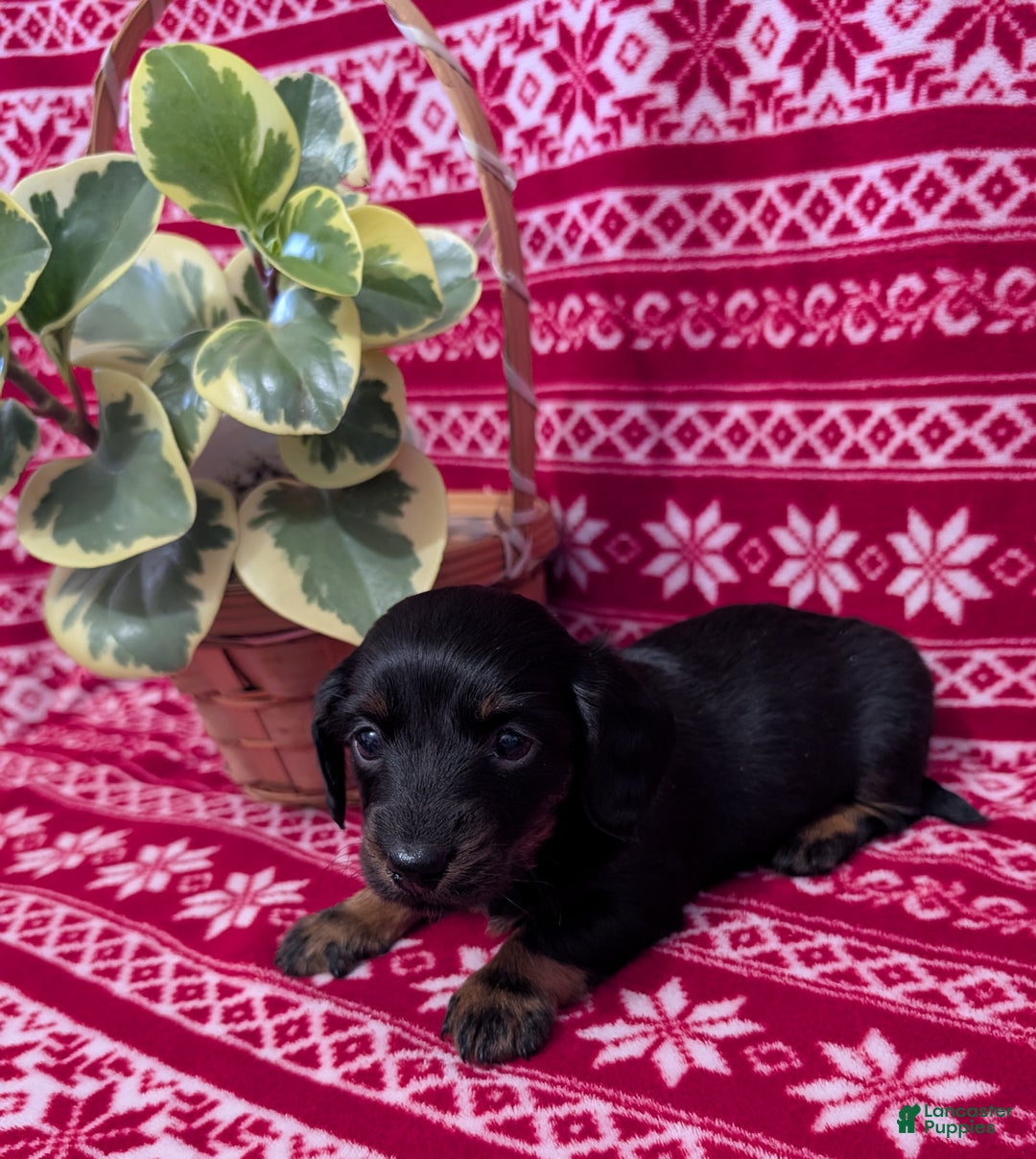 Miniature Dachshund dogs for sale: Alice  - Ad 2