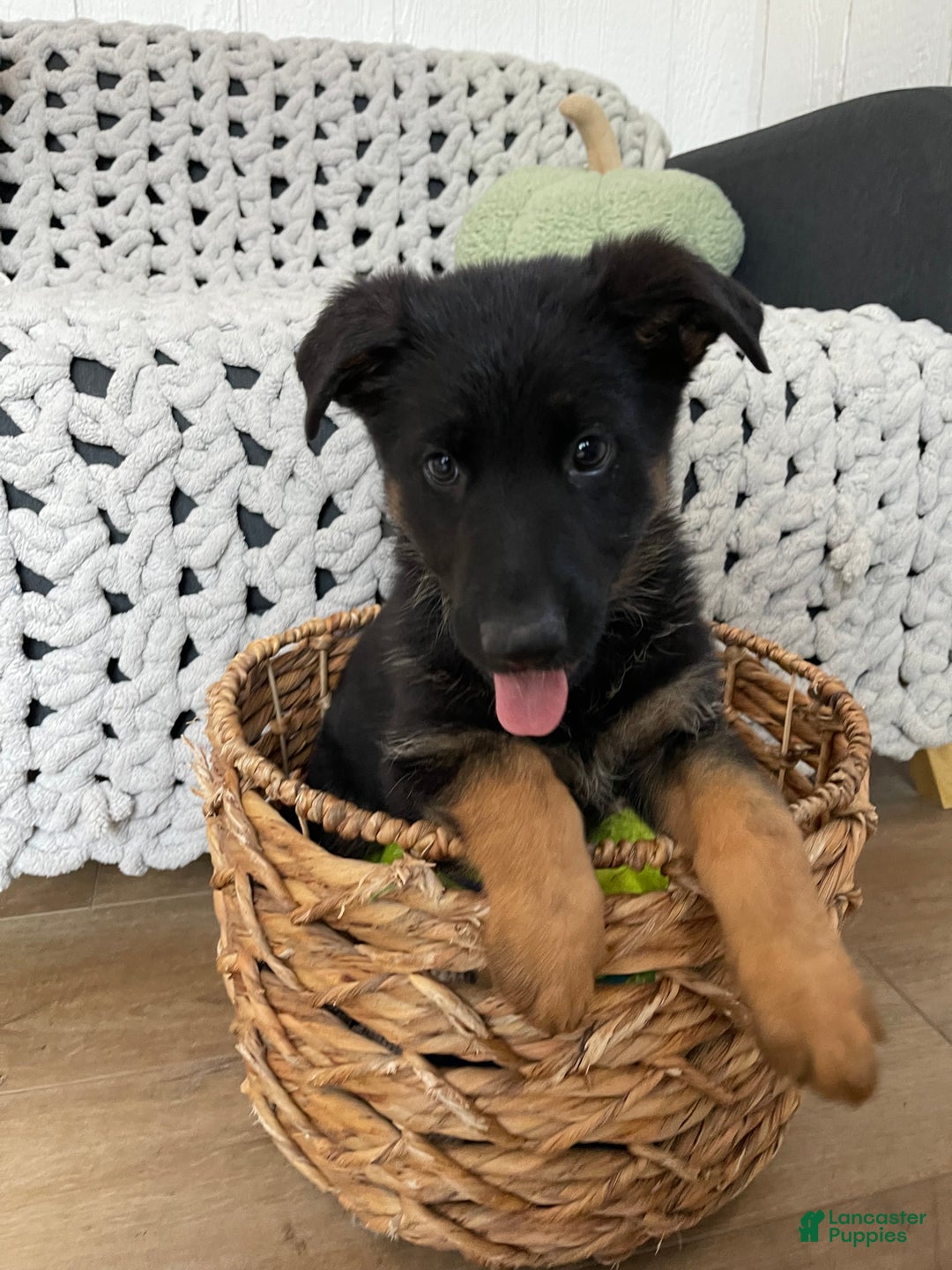 German Shepherd dogs for sale: Max - Ad 4