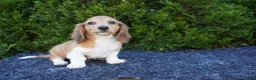 Miniature Dachshund dogs for sale: Benny - Ad 4