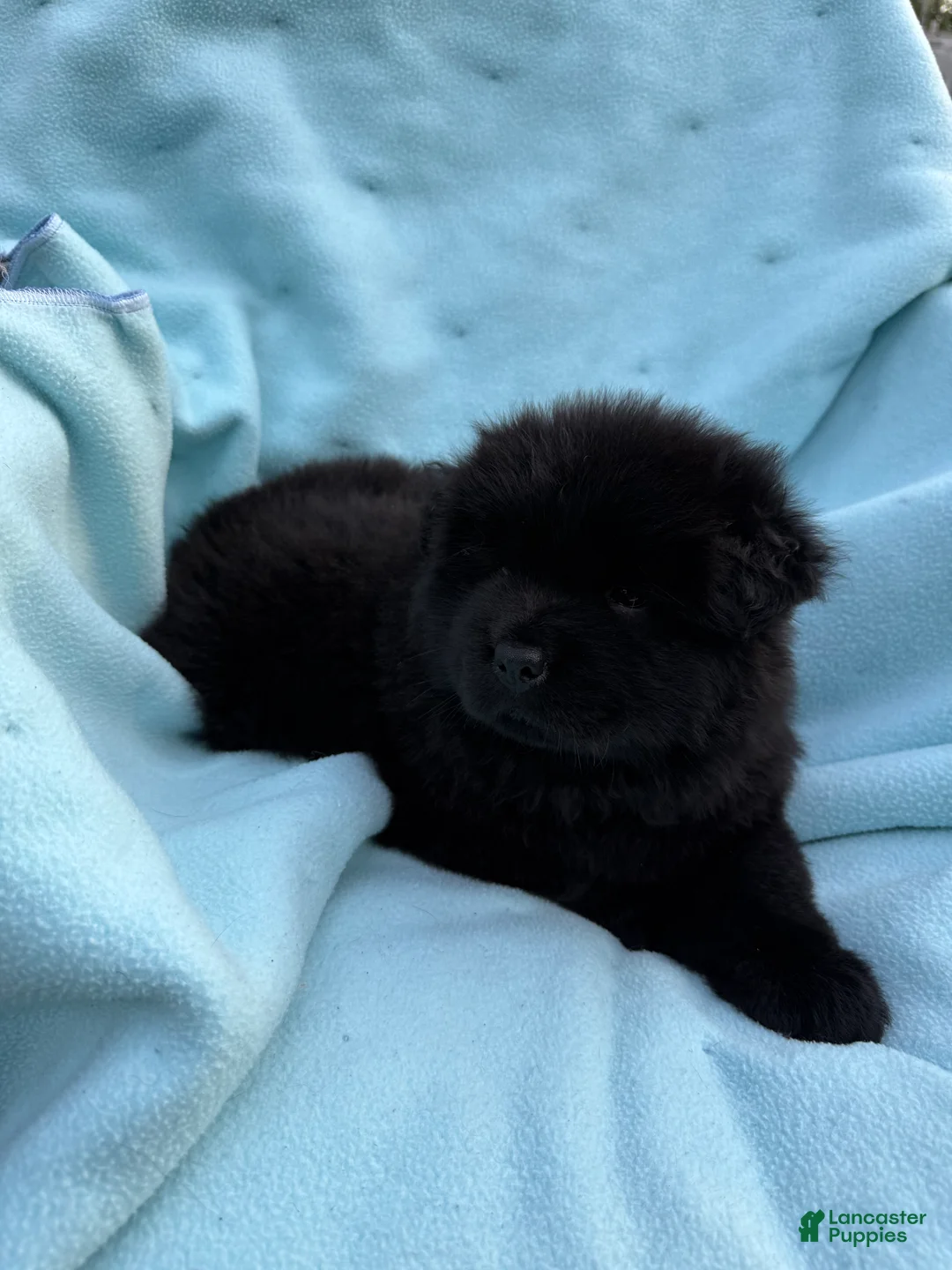 Chow Chow dogs for sale: Makai  - Ad 2