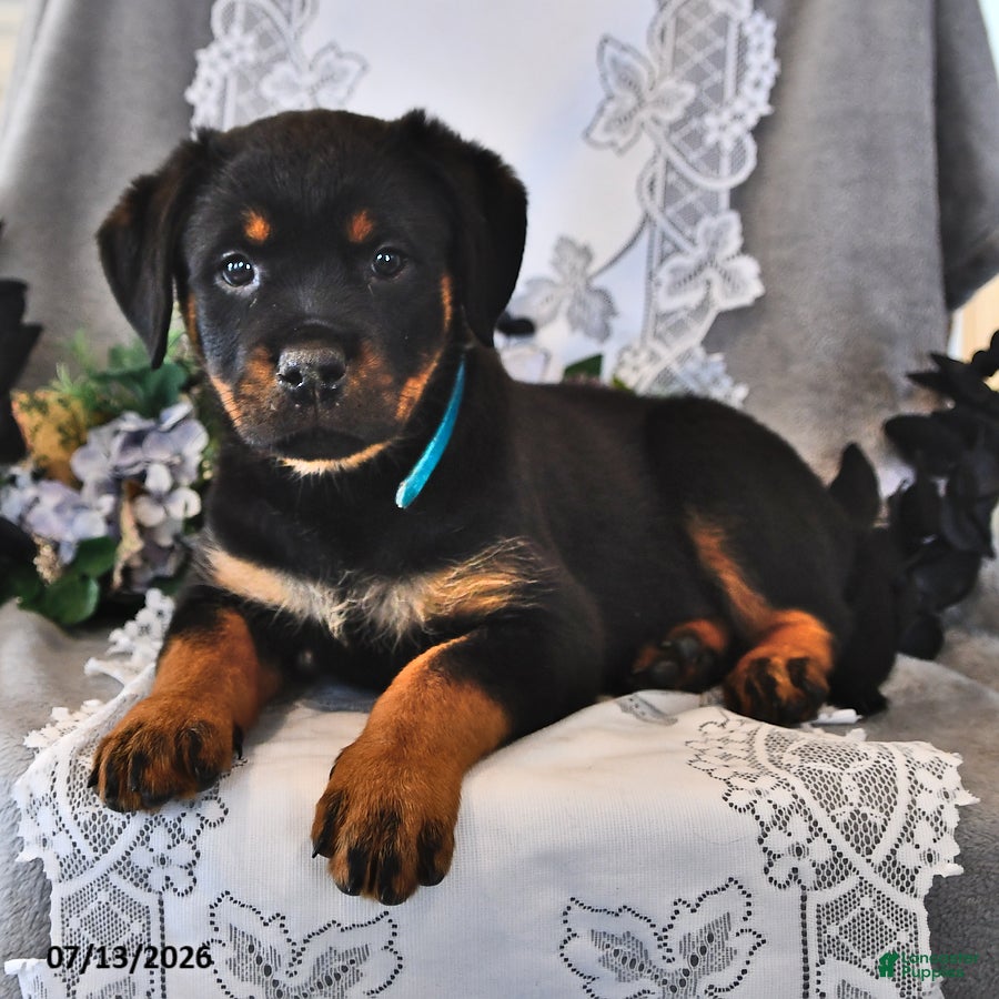 Rottweiler dogs Paddy - Ad 2