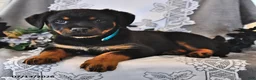 Rottweiler dogs for sale: Paddy - Ad 2
