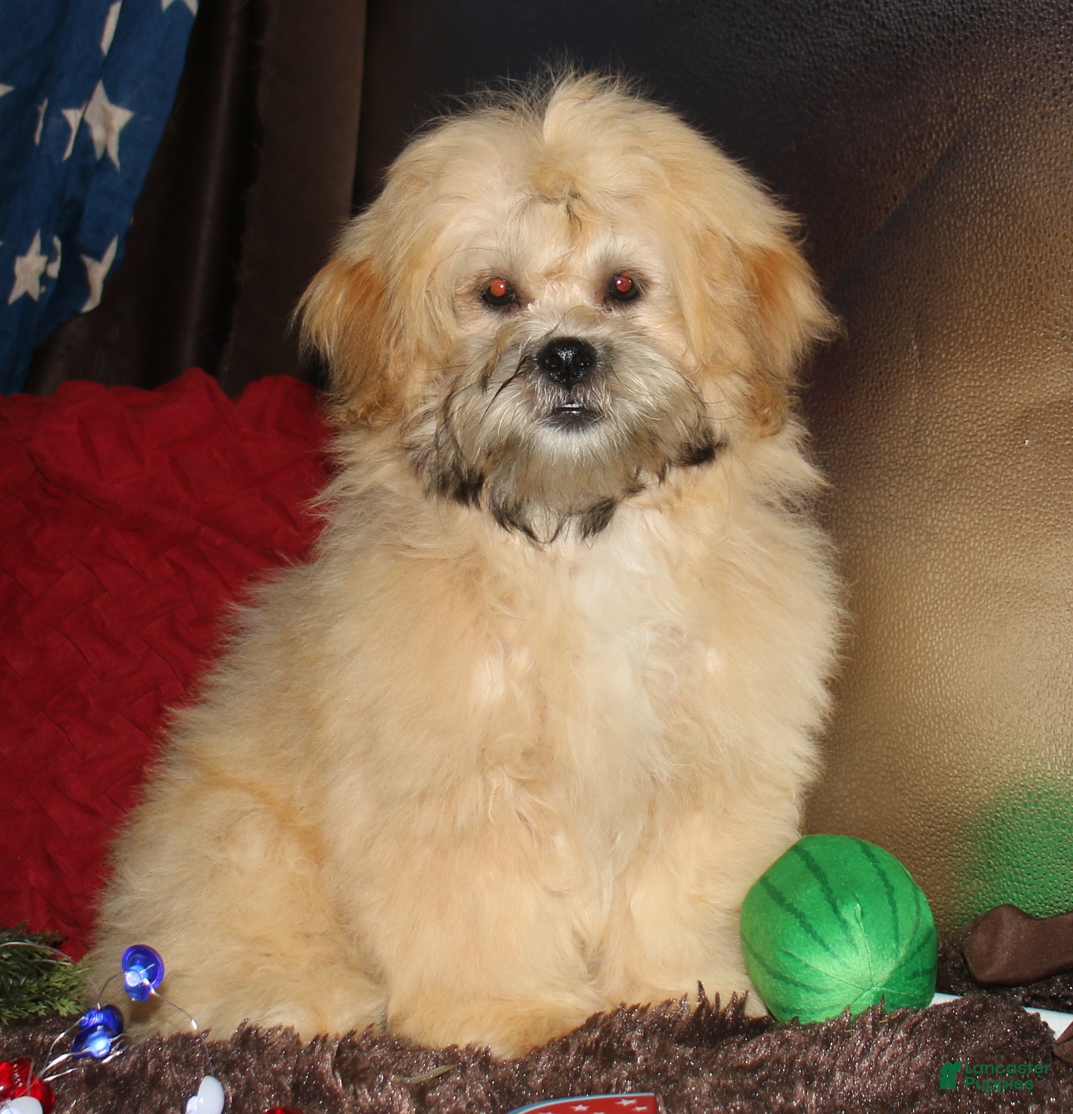 Shihpoo dogs Luke - Ad 1
