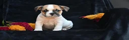 Mixed Breed dogs for sale: Jax - Ad 4