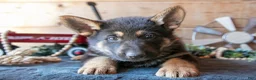 German Shepherd dogs for sale: Mischief  - Ad 2