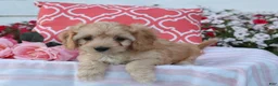 Cavapoo dogs for sale: Hadley - Ad 3