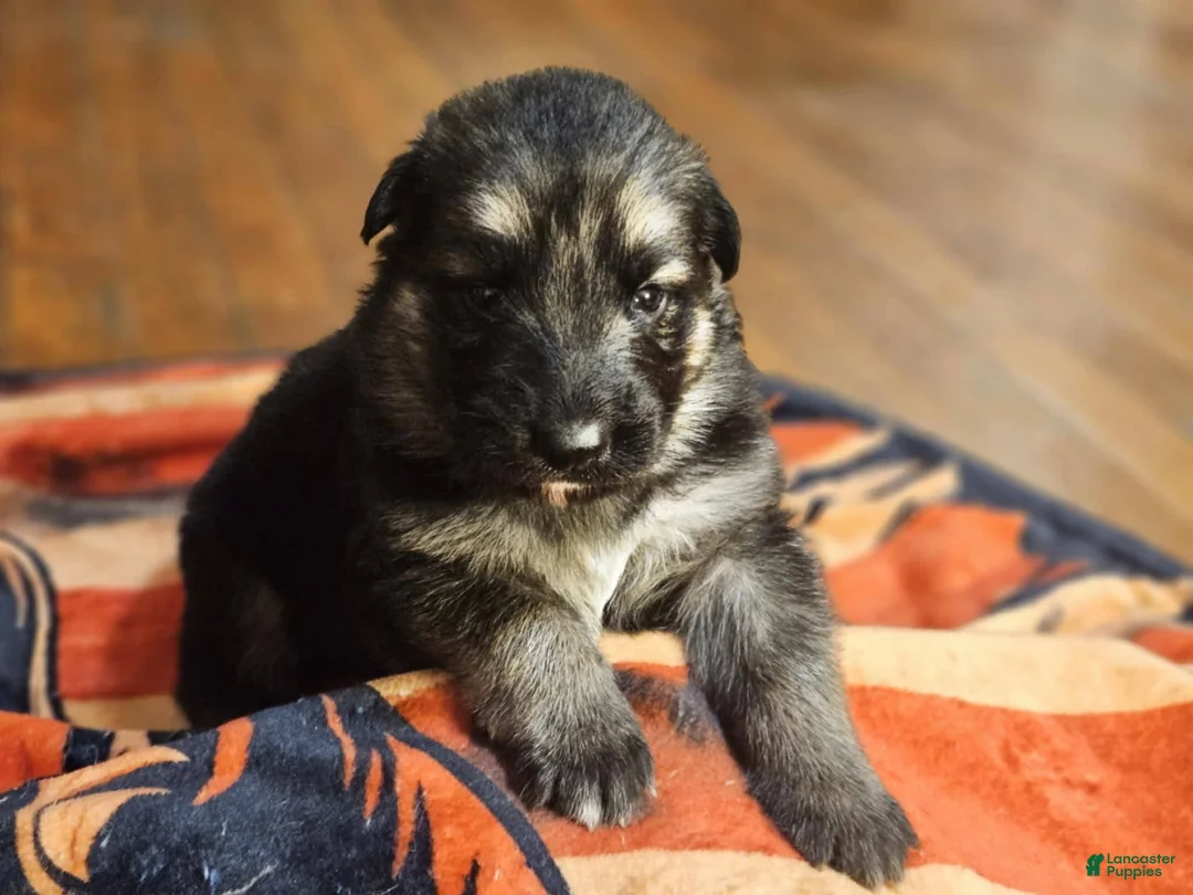 German Shepherd dogs for sale: German Shepherd Blue collar - Ad 2