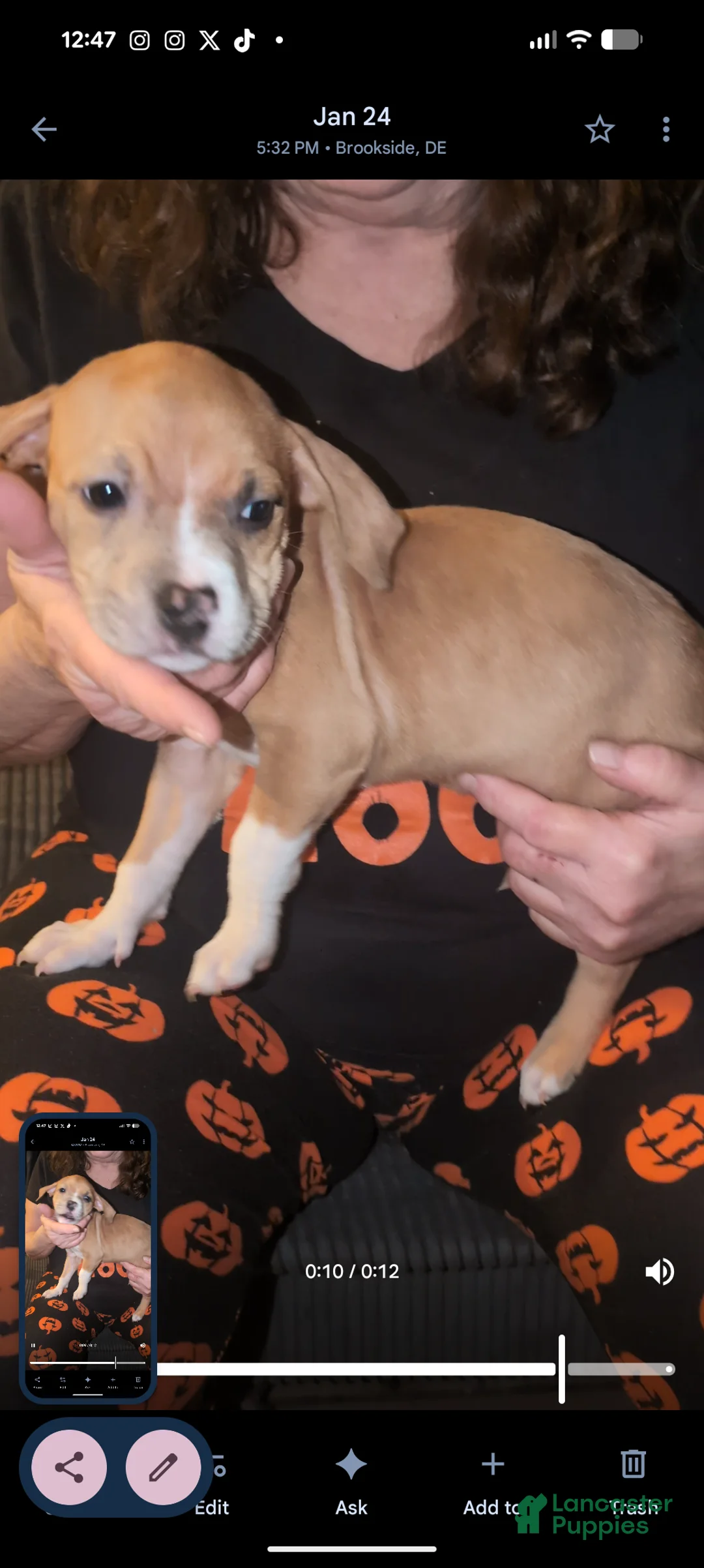 American Bully dogs for sale: American Bully Puppy 4 - Ad 1