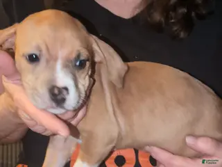 American Bully dogs American Bully Puppy 4 - Ad 8