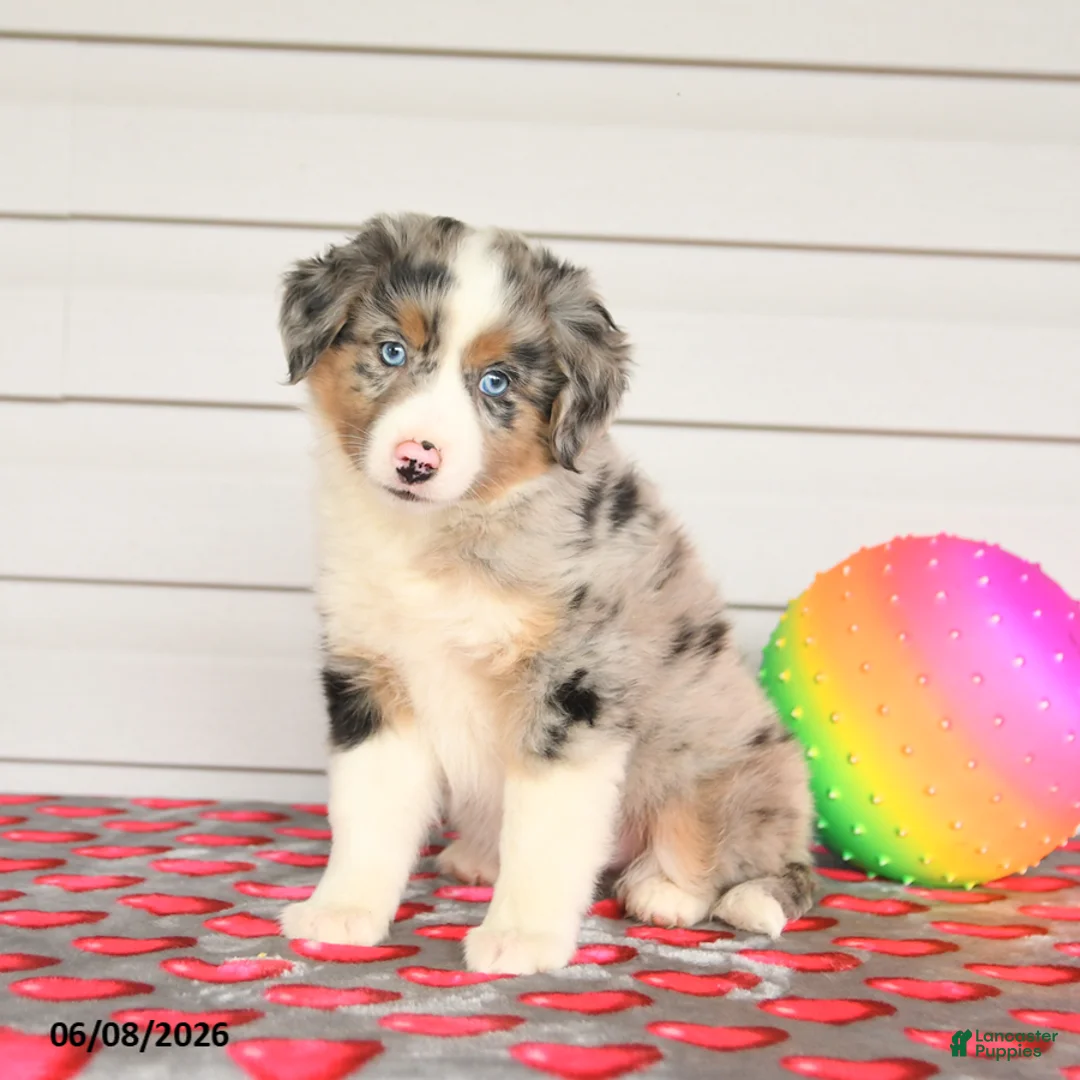Mixed Breed dogs for sale: Kodak - Ad 3