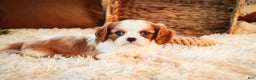 Cavalier King Charles Spaniel dogs for sale: Flora Jo - Ad 8